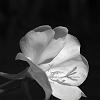 Flower 2